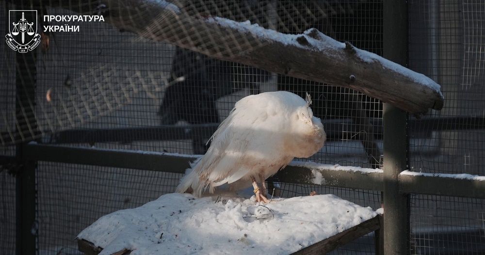 Минулої доби окупанти бомбили зоопарк Фельдман-екопарку та населені пункти Харківщини на порталі Gromada Group