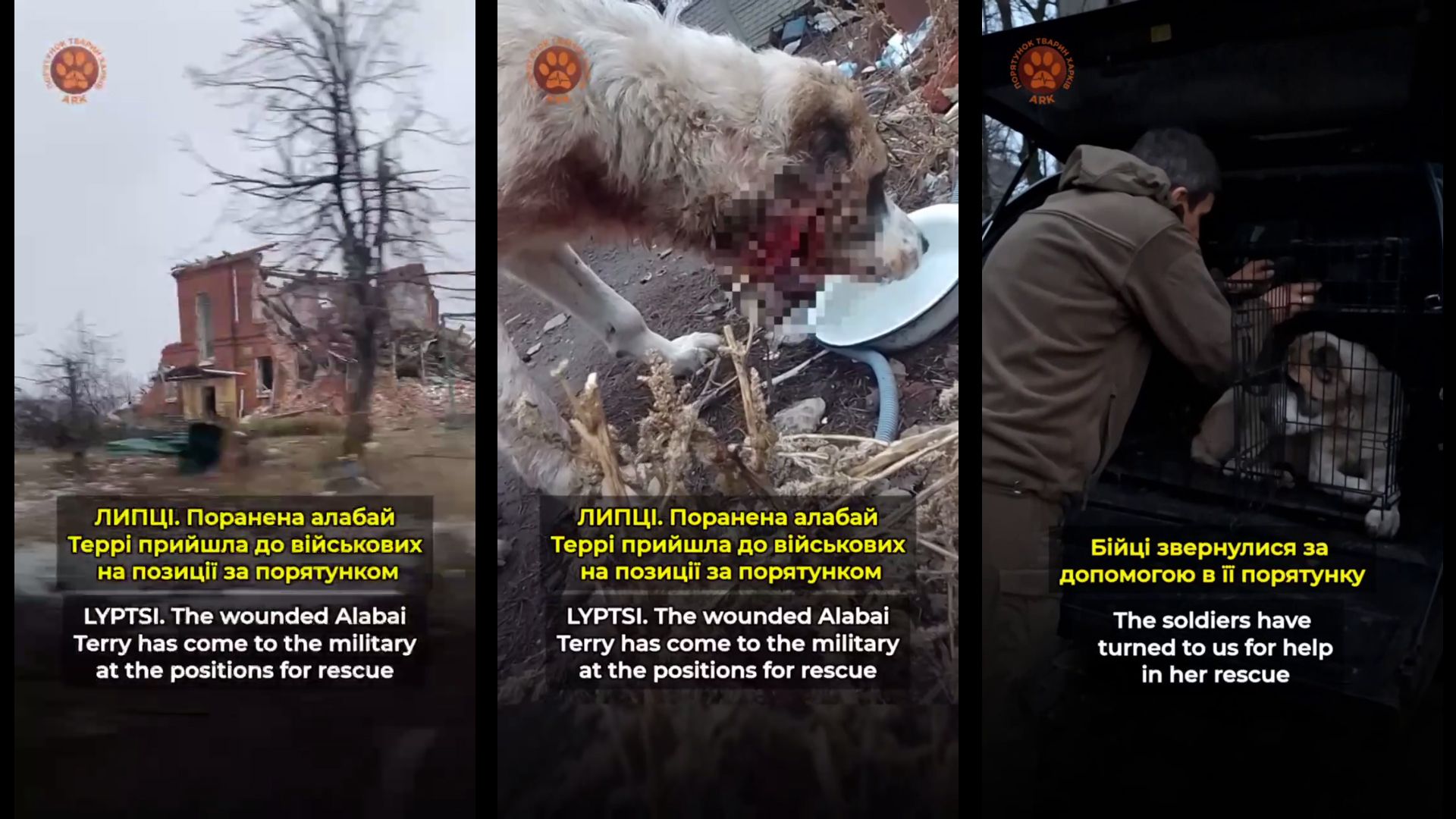 Скриншоти з відео Алабая з Липців врятували військові та волонтери на порталі Gromada Group