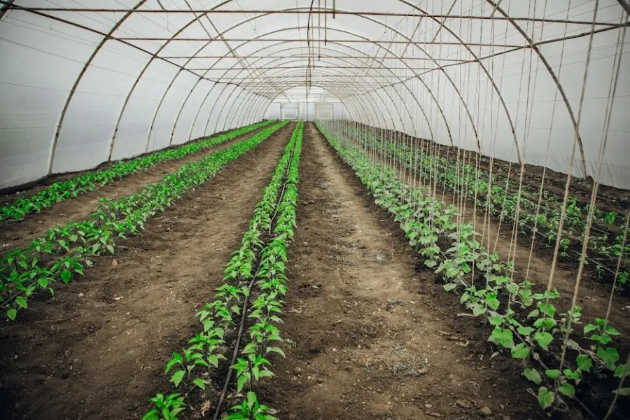 Dergachiv farmers can count on financial support at the Gromada Group Media