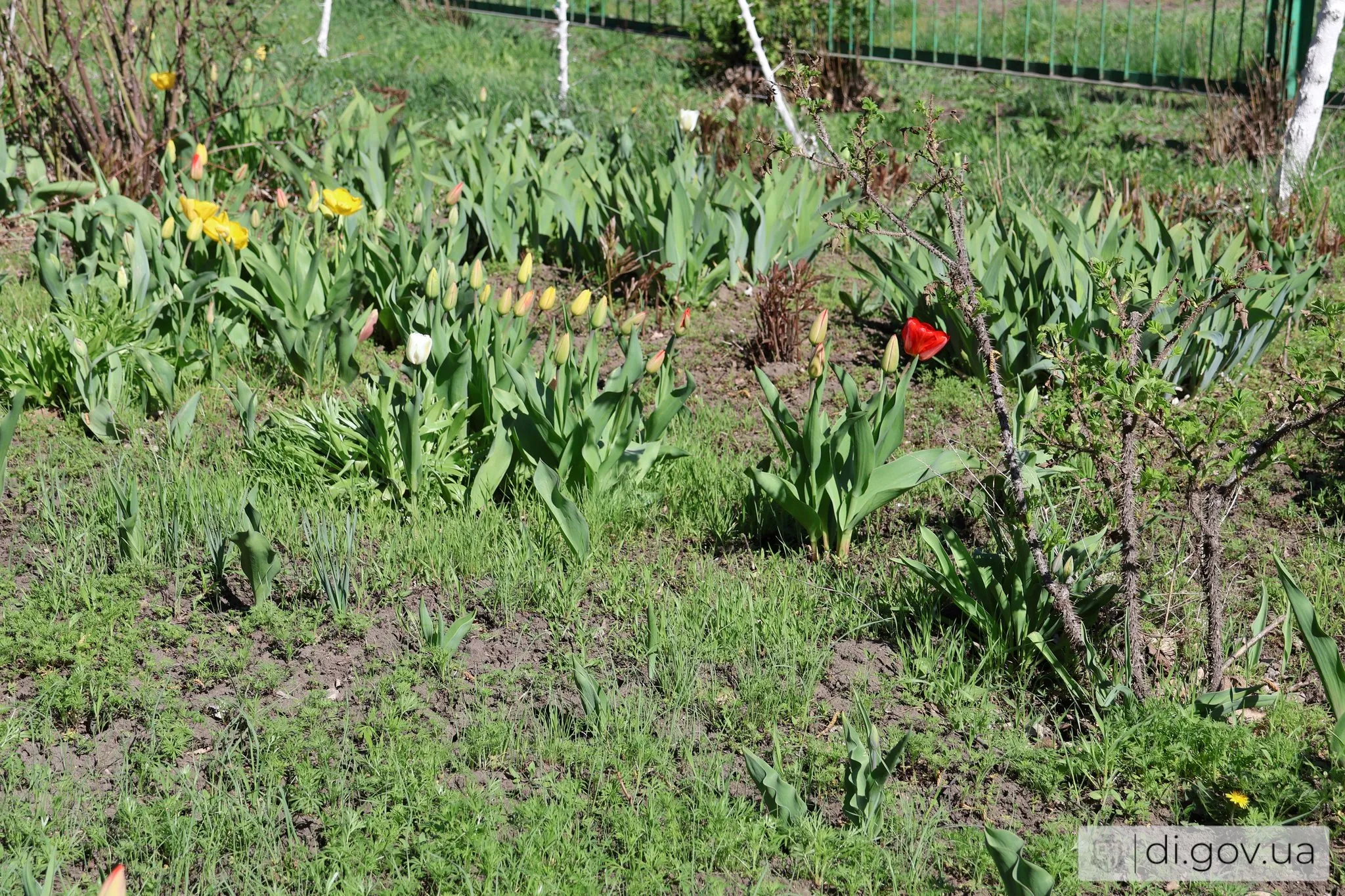 Despite the shelling, Bezrukivska starosta continues to plant trees and improve the community at the Gromada Group Media