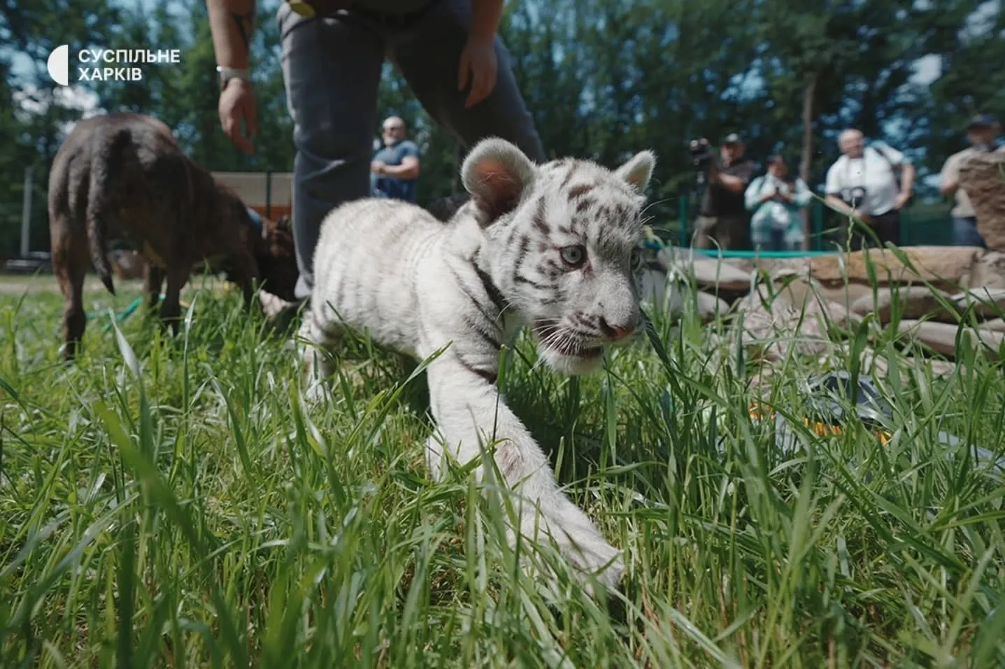 Chile, a dog who never had puppies, raises two white tiger cubs (PHOTOS) at the Gromada Group Media