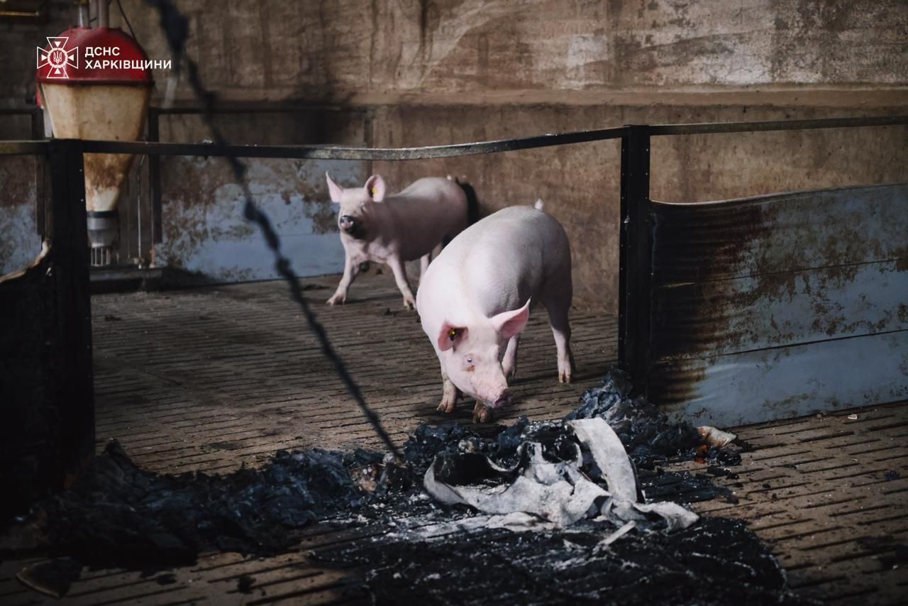 Світлини: ДСНС Харківщини Вночі у Нововодолазькій громаді під ворожими ударами загинуло 13 тисяч тварин на порталі Gromada Group