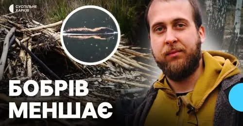 Фото: Суспільне Харків У НПП "Слобожанський" порахували бобрів: популяція скоротилася ушестеро за останні вісім років на порталі Gromada Group