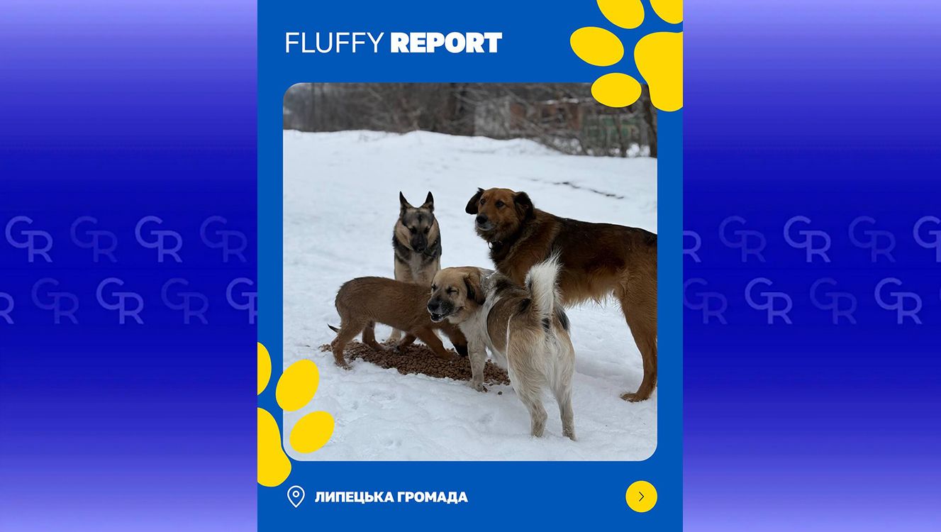 Фото: Save Fluffy in UA Під вибухами КАБ: як годують тварин у фронтових Липецькій громаді на порталі Gromada Group