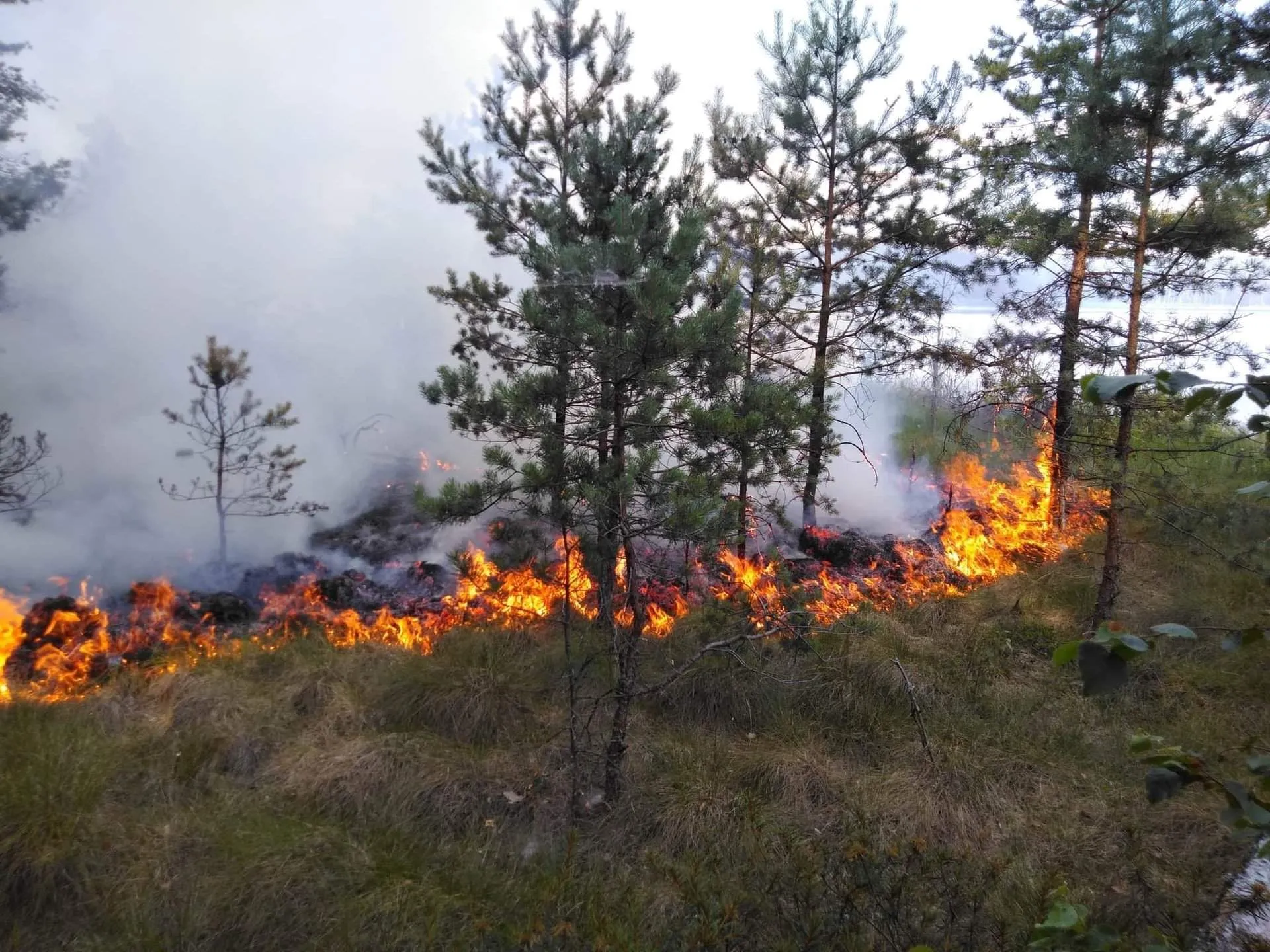 Ілюстративне фото У Задонецькому лісництві горить лісова підстилка на площі понад 3 гектари на порталі Gromada Group