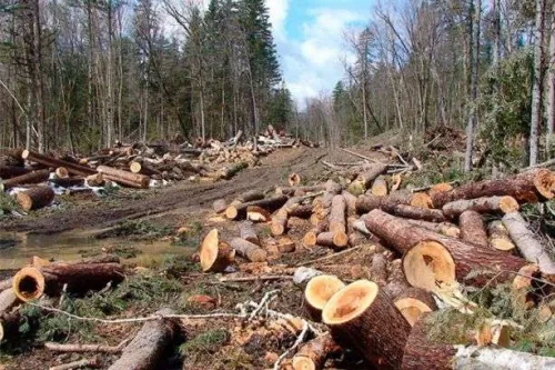 За незаконну вирубку лісу в Мохначанському лісництві на понад 1,7 млн грн двоє фігурантів отримали умовні терміни на порталі Gromada Group