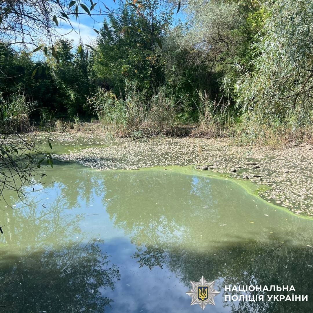 У Слобожанській громаді зафіксували масову загибель риби - фото 2