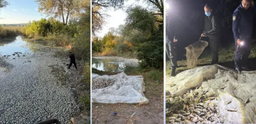 У Слобожанській громаді зафіксували масову загибель риби на порталі Gromada Group