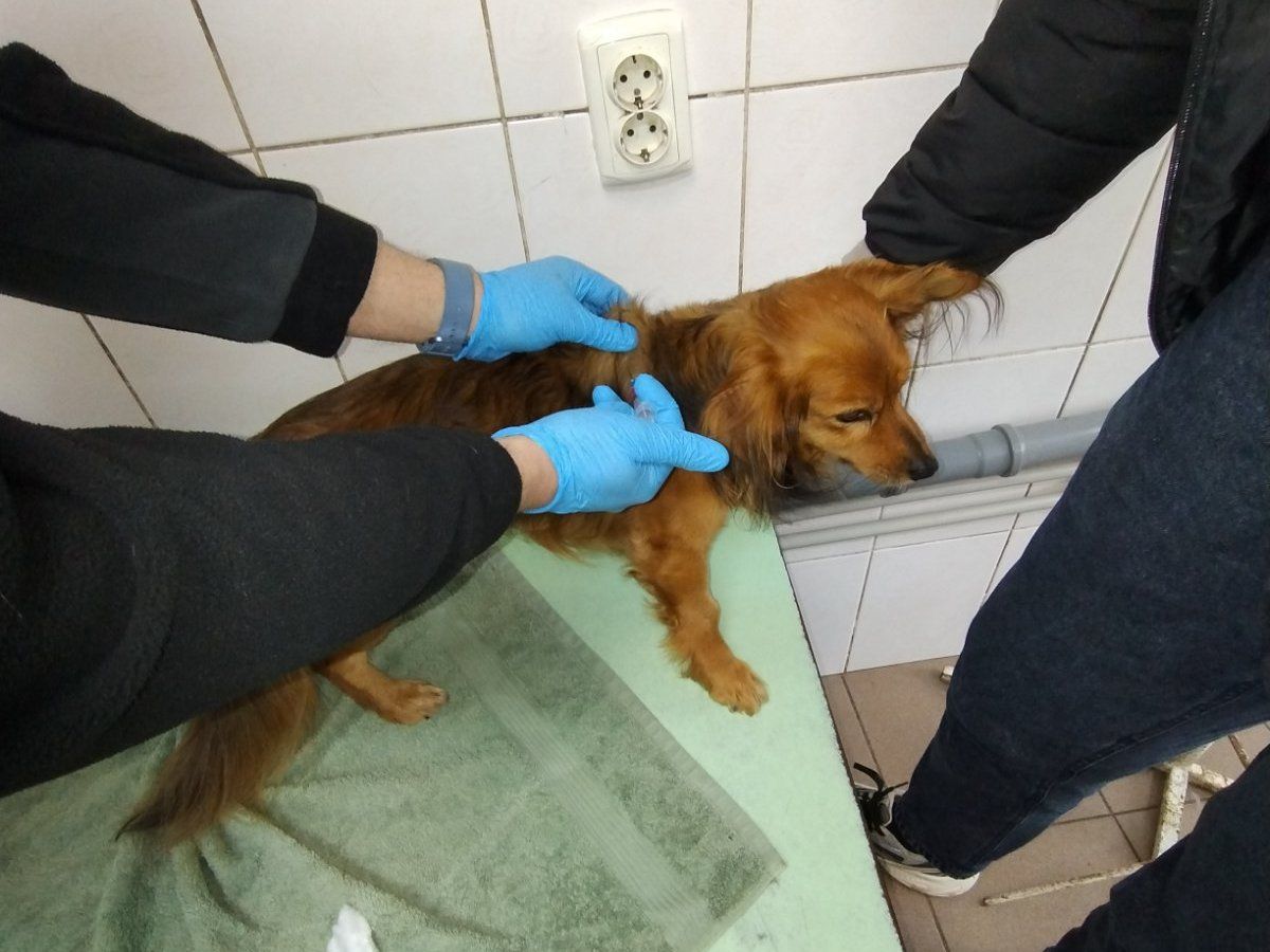 Світлини: ГУ Держпродспоживслужби в Харківській області У Нововодолазькій громаді протягом березня щеплено від сказу 84 домашні тварини на порталі Gromada Group