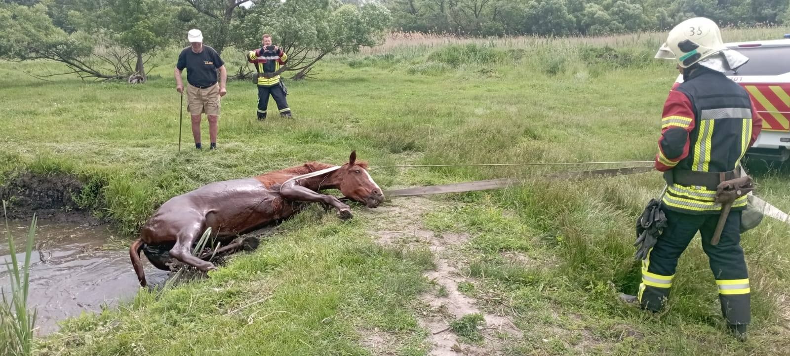 Світлини: Харківське районне управління ГУ ДСНС України в Харківській області Нововодолазькі рятувальники витягли з водойми коня на порталі Gromada Group