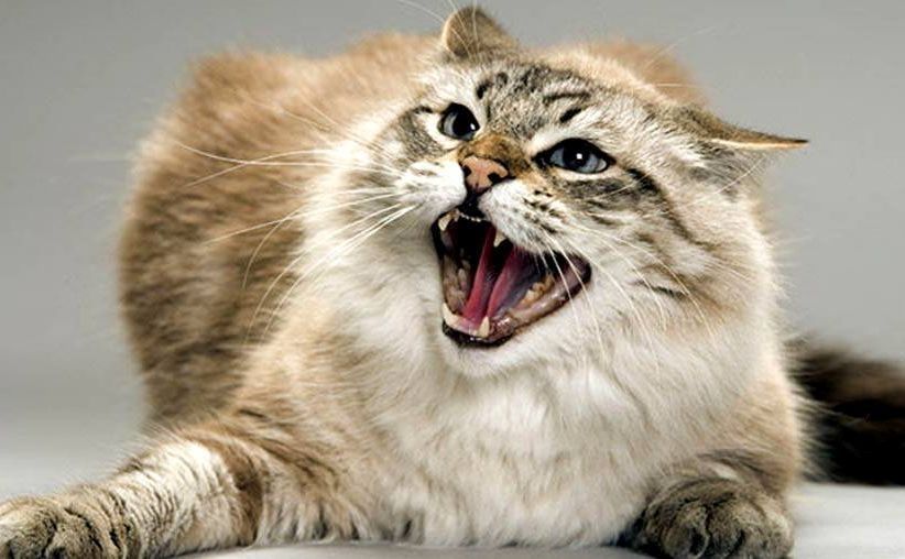 Фото ілюстративне В селі на Нововодолажчині скажений кіт вкусив дитину на порталі Gromada Group