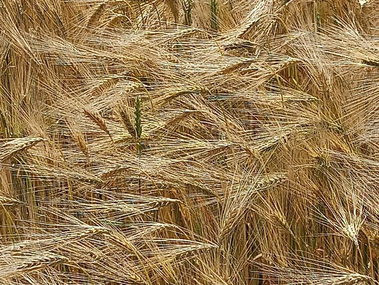 How a small farmer can buy land and not miss the chance: when a loan with a portfolio guarantee works at the Gromada Group Media