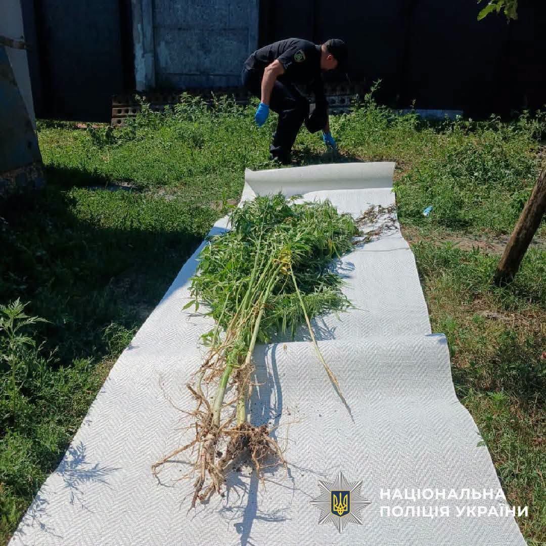 Дрон проти «наркоагронома»: на Чугуївщині правоохоронці з повітря засікли нелегальну плантацію - фото 1