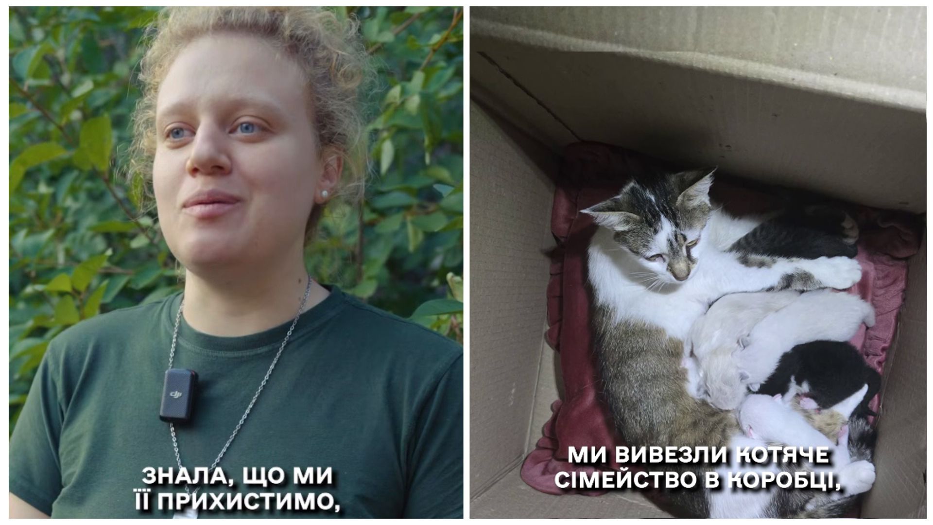 Вивезли котяче сімейство в коробці: бійці «Хартії» прихистили вагітну кішку та допомогли виходити її малюків на порталі Gromada Group