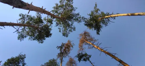 Доля Жихорського лісу - в руках харків’ян на порталі Gromada Group