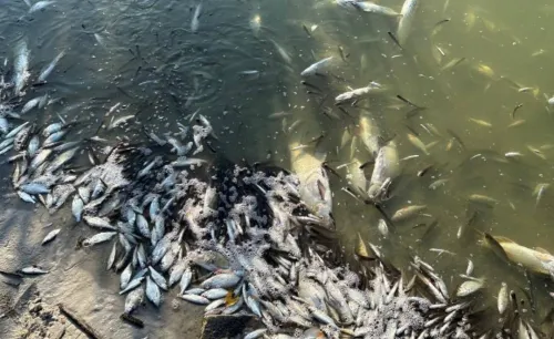 In the Berestyn community, police are investigating the causes of a mass fish die-off in the Berestova River at the Gromada Group Media