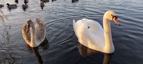 Тонка суцільна крига — смертельний капкан: лебеді потребують допомоги (ВІДЕО) на порталі Gromada Group
