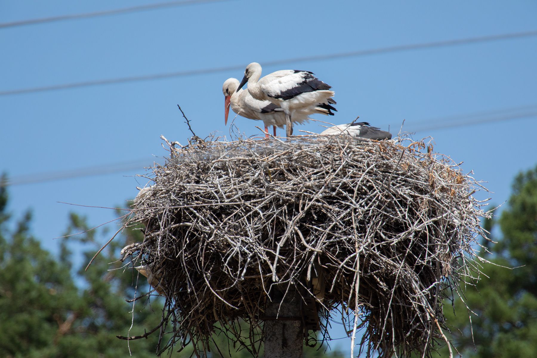 Як на Краснокутщині лелек рахували (ФОТО) на порталі Gromada Group