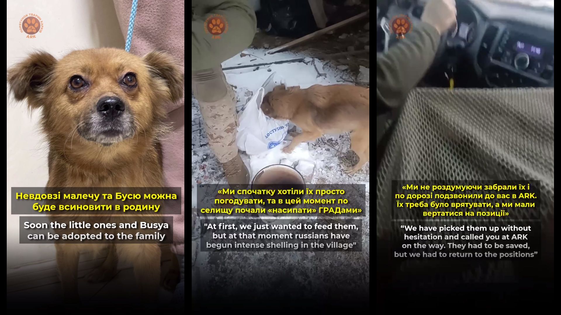 Скриншоти з відео Родину собачат з Липців врятували військові на порталі Gromada Group