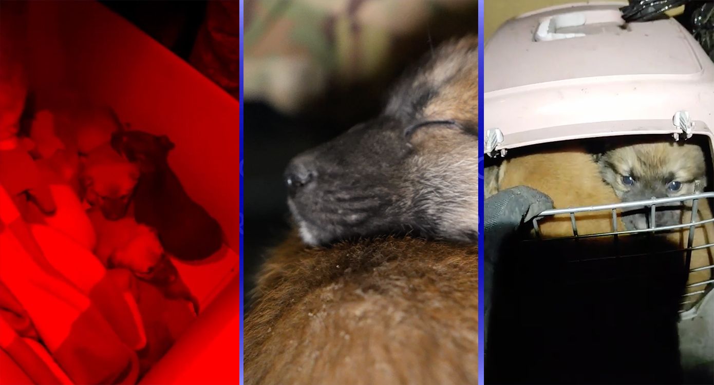 «Почув якесь скавчання»: п’ятьох цуциків з передової на Харківщині евакуювали наземним дроном «хартійці» на порталі Gromada Group