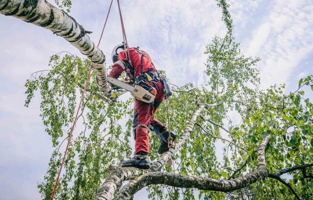 На сьогодні ніяк. Дергачівська міська рада поінформувала, що прийом заявок на спил дерев тимчасово призупинено з причини набору великої кількості заяв від населення.