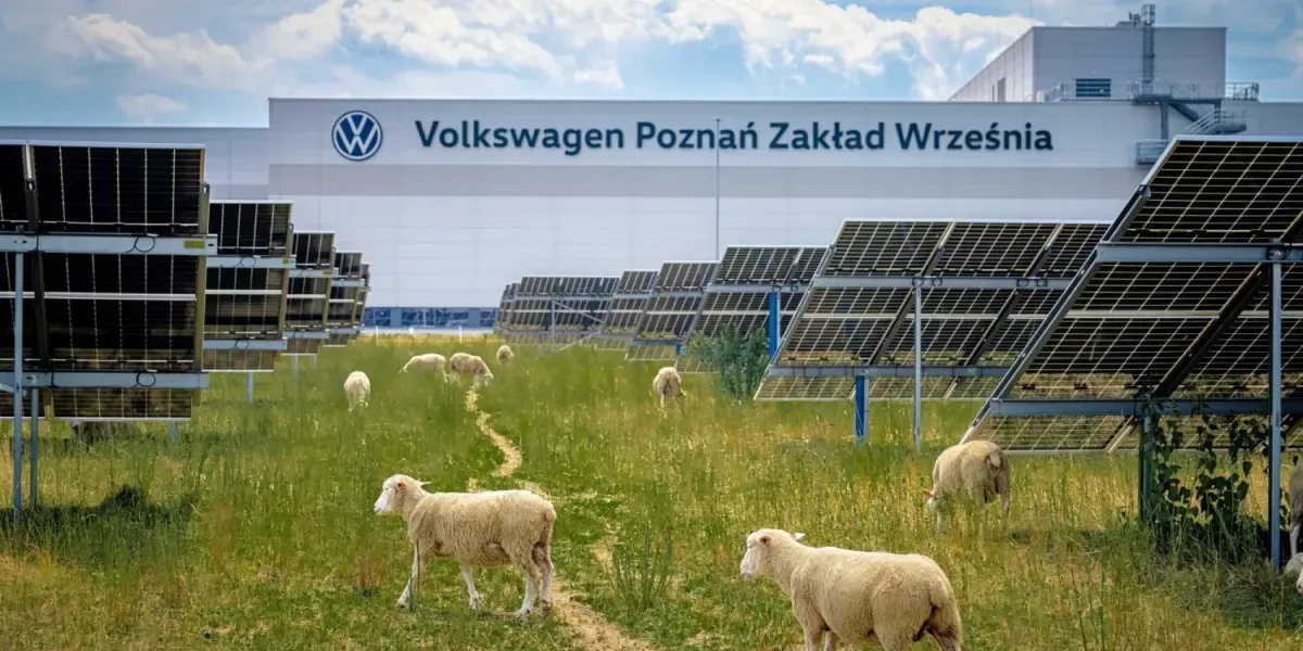 Cонячна вівцеферма: Volkswagen запустив унікальний проєкт  на порталі Gromada Group
