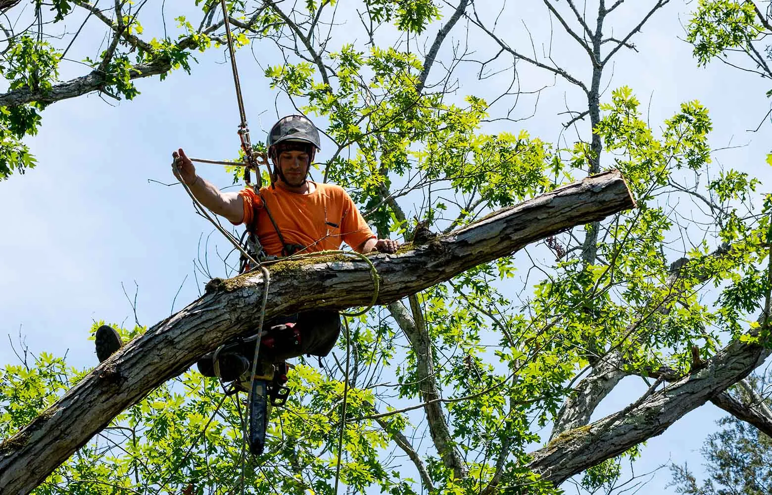 How can old trees be removed from public places in the Dergachiv community? at the Gromada Group Media