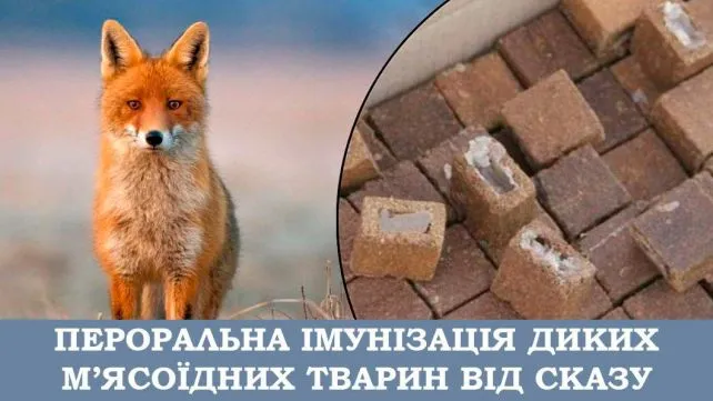 Фото з відкритих джерел З 14 квітня 2025 року на території Богодухівського району стартує кампанія з пероральної імунізації диких м’ясоїдних тварин проти сказу.