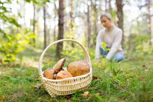 Лісовий квиток: кому з українців доведеться оплатити збір грибів та ягід на порталі Gromada Group