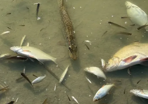 Results of water tests from the Berestova River, where a mass fish die-off occurred at the Gromada Group Media