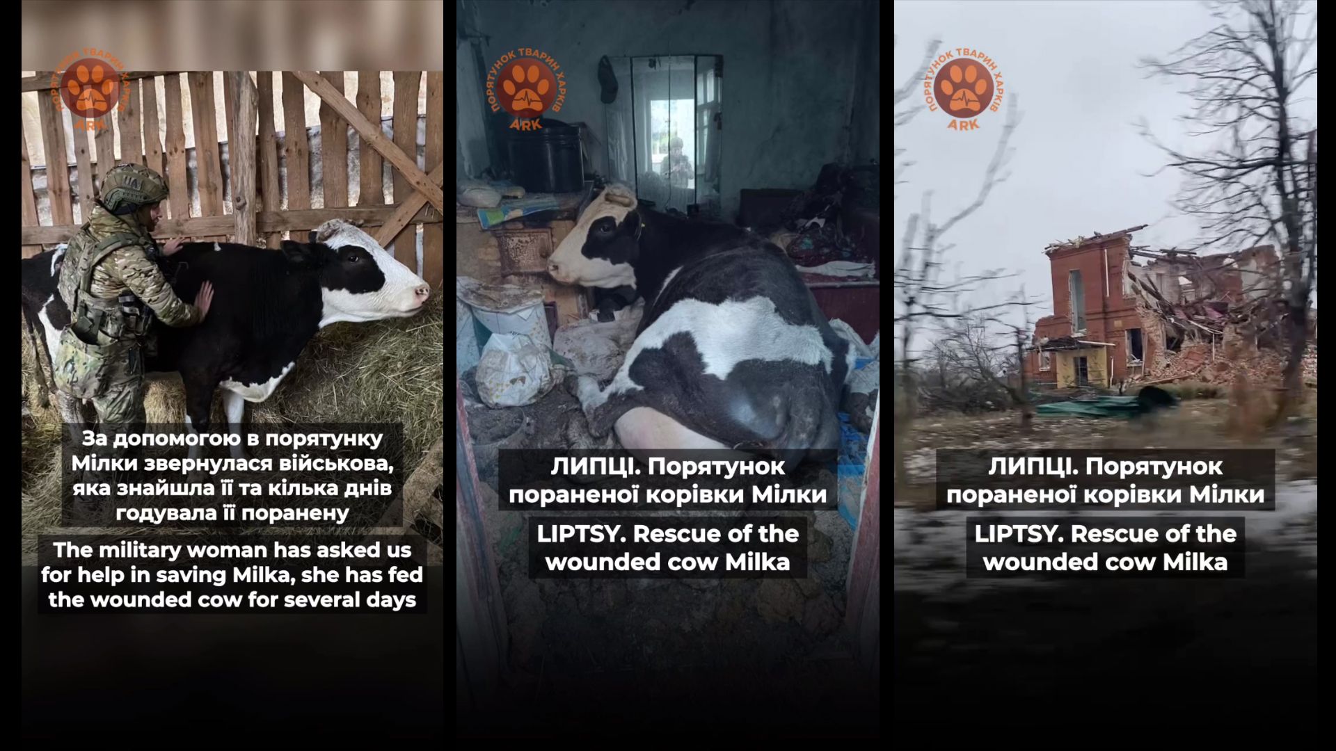 Скриншоти з відео У Липцях врятували поранену корову Мілку на порталі Gromada Group