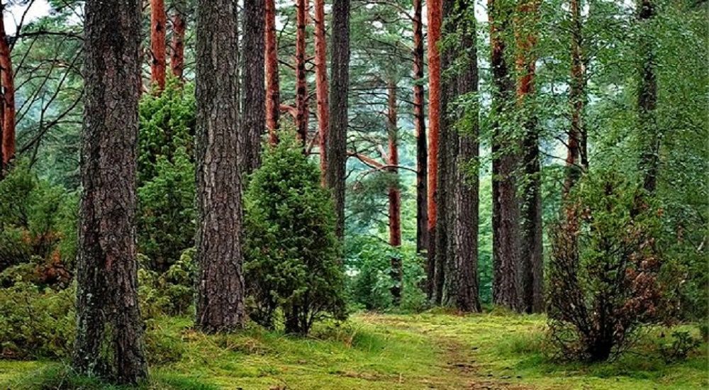 Borova community forests await reforms at the Gromada Group Media