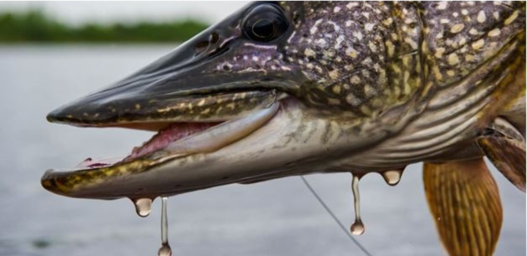 Gromada group media news