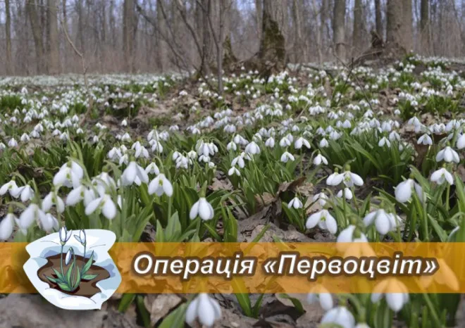 Фото з відкритих джерел Про початок заходів інформацію оприлюднила Солоницівська селищна рада. Зокрема, на виконання доручення т.в.о. Голови Державної екологічної інспекції України від 10.02.2025 №193 «Про посилення заходів щодо збереження ранньоквітучих об’єктів рослинного світу», в рамках операції «Первоцвіт».