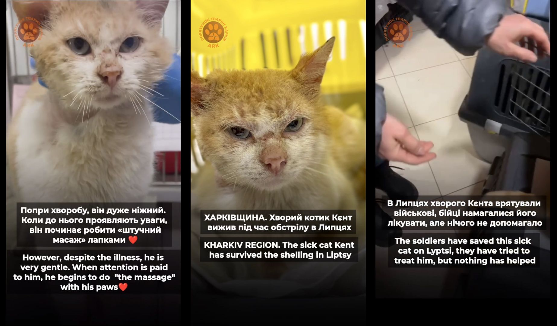 Скриншоти з відео Кєнт з Липців: хворого котика врятували військові та волонтери на порталі Gromada Group