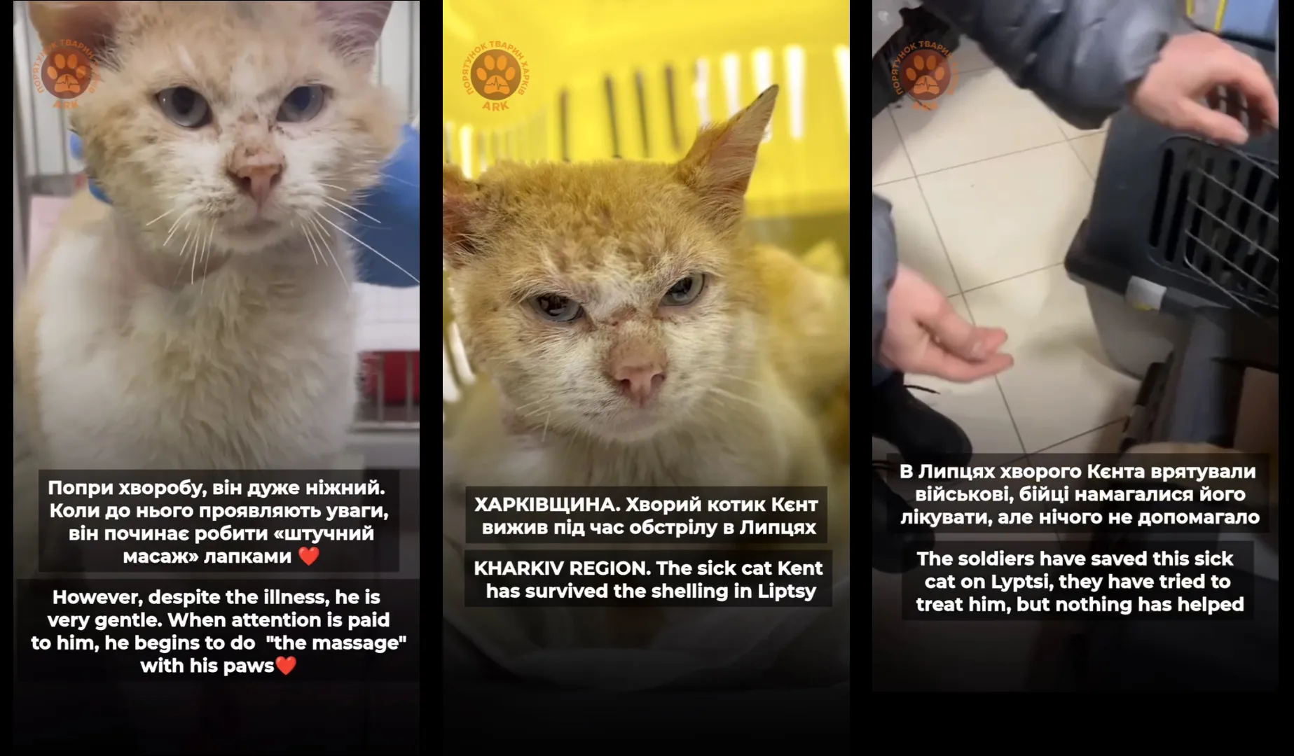 Скриншоти з відео Кєнт з Липців: хворого котика врятували військові та волонтери на порталі Gromada Group