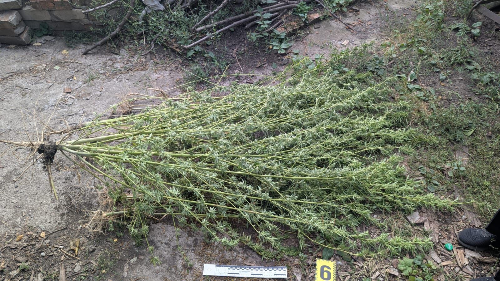 У Сахновщині викрили чоловіка, який вирощував нарковмісні рослини на порталі Gromada Group