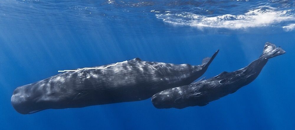 Gromada group media news