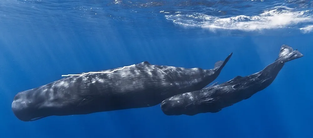 Sperm whale language is similar to Chinese at the Gromada Group Media