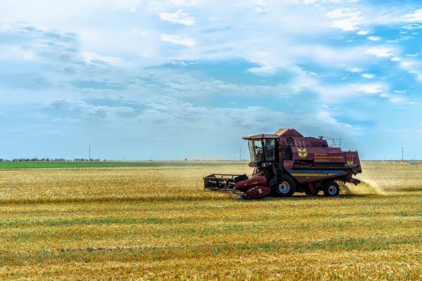 Посуха, сарана і ракети: чи буде Україна з зерном у 2025 році на порталі Gromada Group