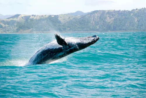 Vryatuvaty ryadovoho ... kyta. Unikalʹna operatsiya z poryatunku (VIDEO) 67 Saving a Private... a Whale. A Unique Rescue Operation (VIDEO) at the Gromada Group Media