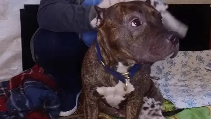 In Kharkiv region, a dog replaced the mother of tiger cubs (VIDEO) at the Gromada Group Media