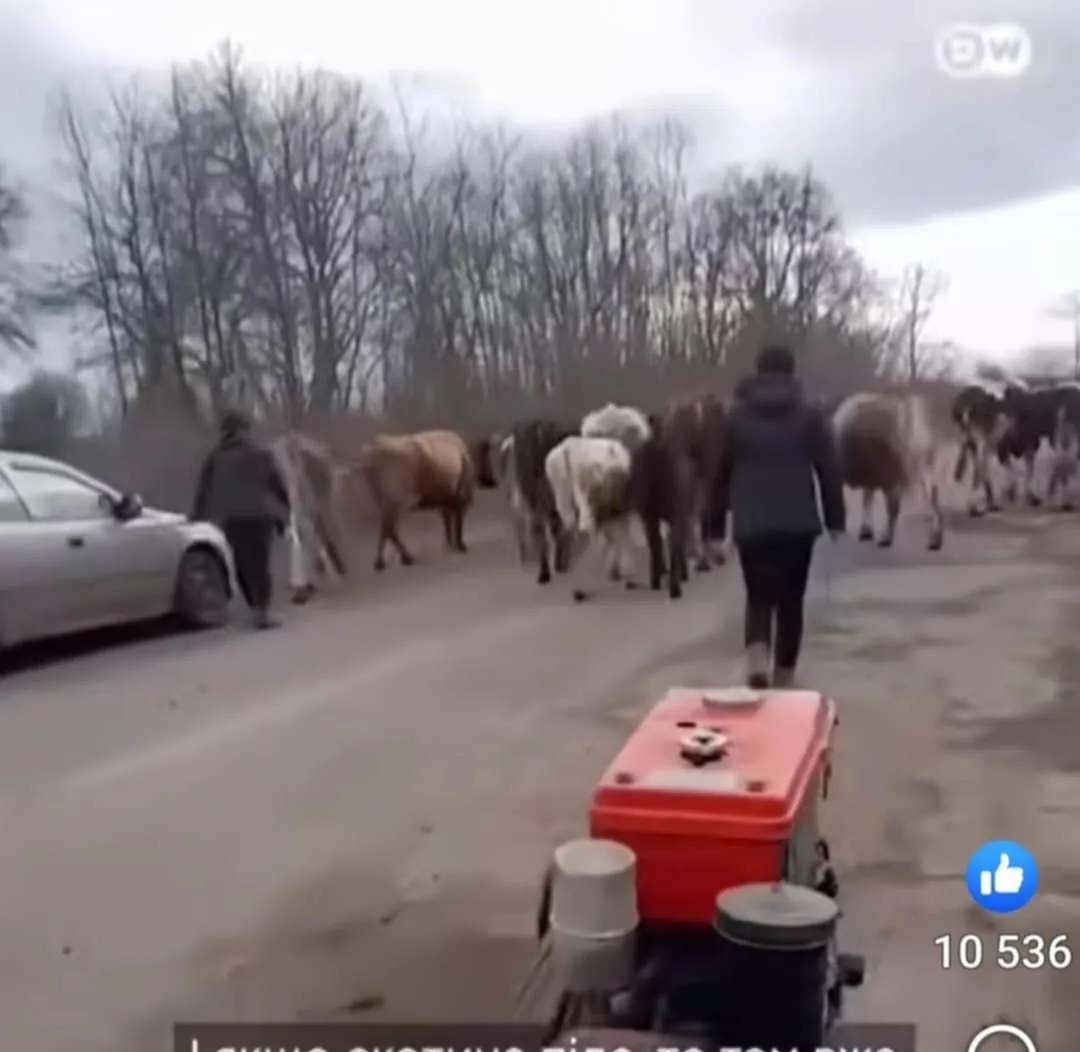 20 kilometers on foot with cattle, past minefields (VIDEO) at the Gromada Group Media