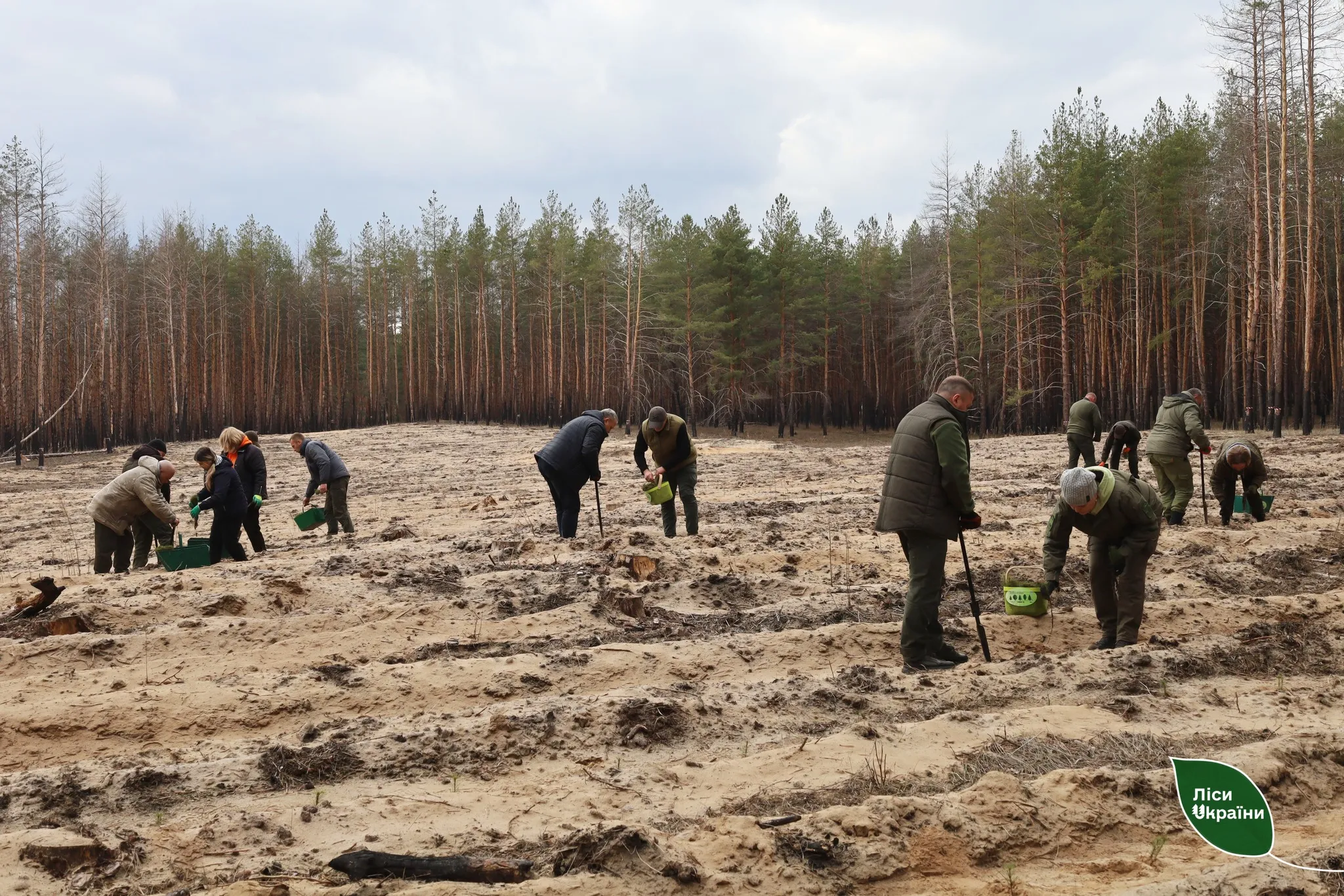 Фото: фейсбук / Слобожанський лісовий офіс У Зміївському надлісництві стартувала весняна посадкова кампанія на порталі Gromada Group