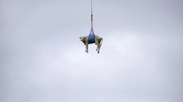 f a cow could fly... Evacuation the Swiss way (VIDEO) at the Gromada Group Media