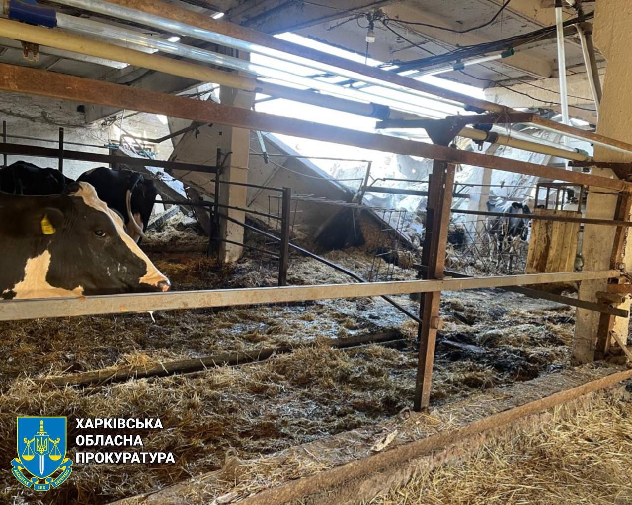 Десять корів загинули внаслідок атаки ворожих БпЛА на Балаклійщині на порталі Gromada Group