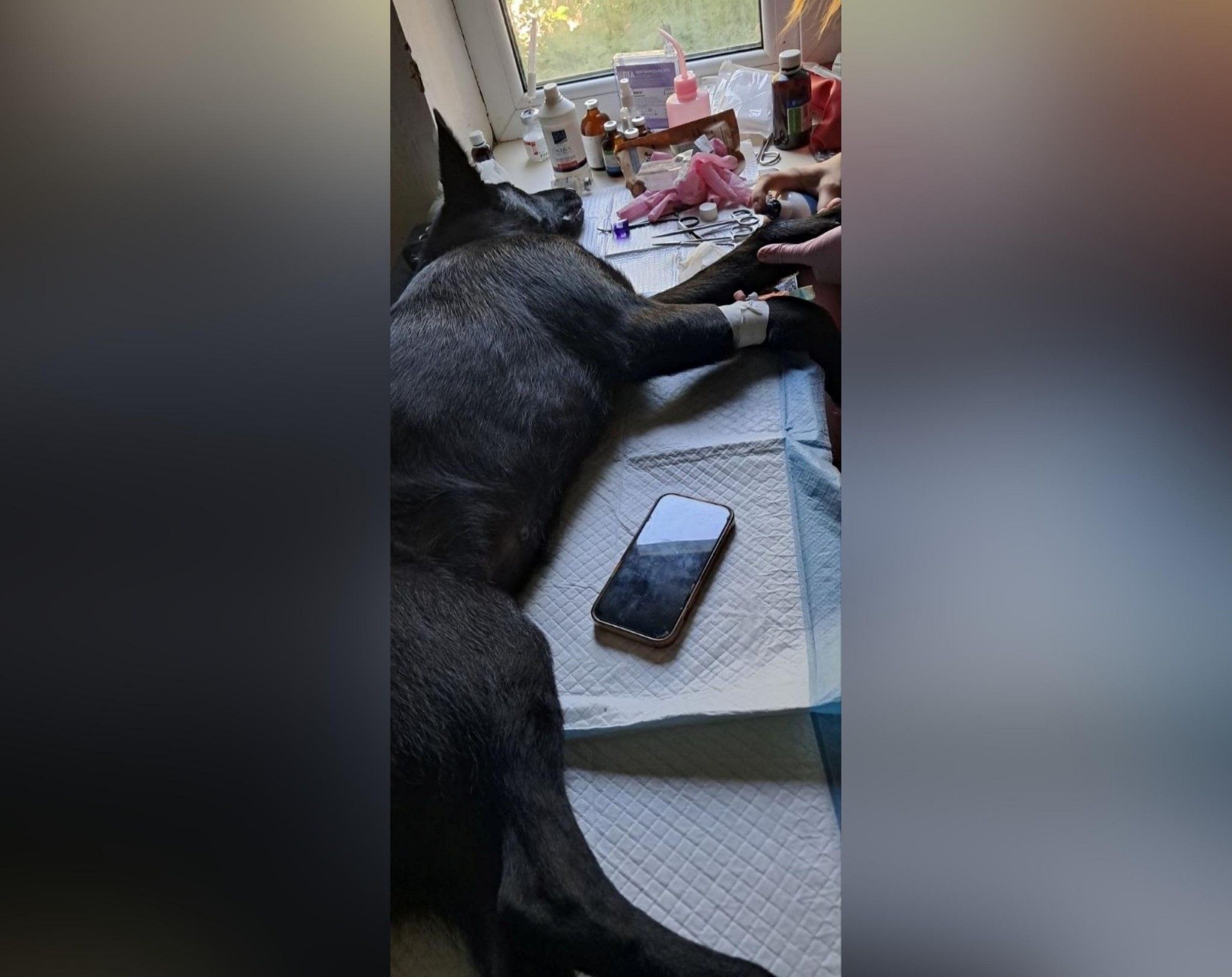 The Power of Volunteering in Izium: How Animal Volunteer Svitlana Lozovska Continues to Help Animals - фото 2