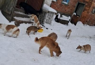 The Power of Volunteering in Izium: How Animal Volunteer Svitlana Lozovska Continues to Help Animals - фото 4