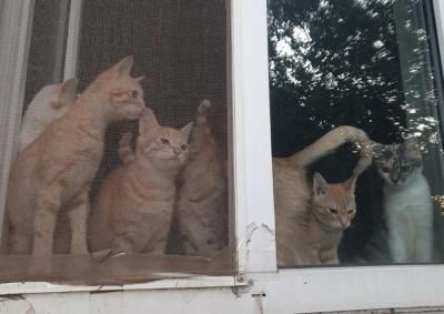Сила волонтерства в Ізюмі: як зооволонтерка Світлана Лозовська продовжує допомагати тваринам - фото 3