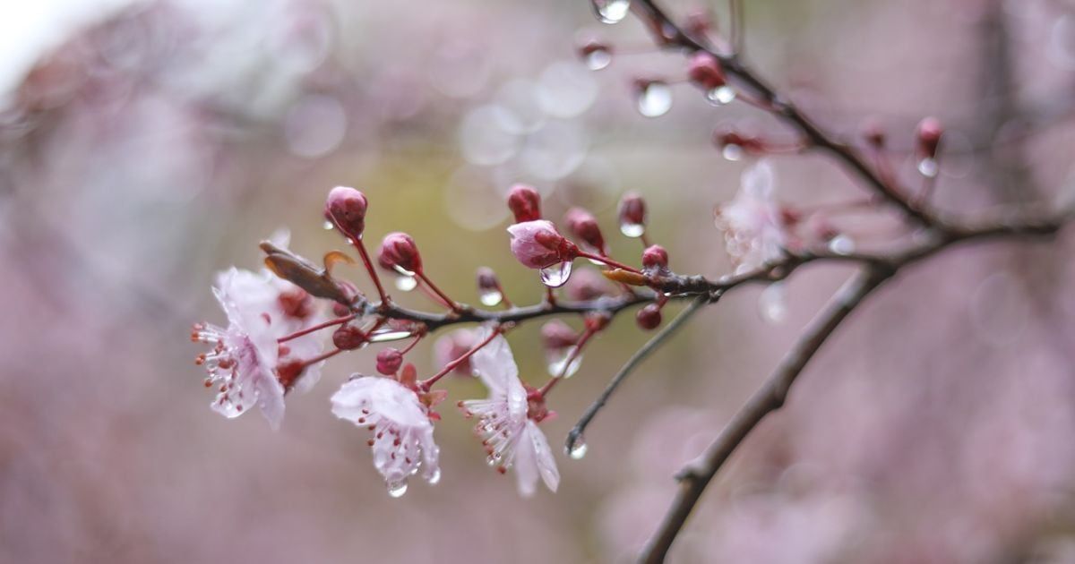 Синоптики попереджають про заморозки 28 квітня Синоптики попереджають про заморозки 28 квітня на порталі Gromada Group